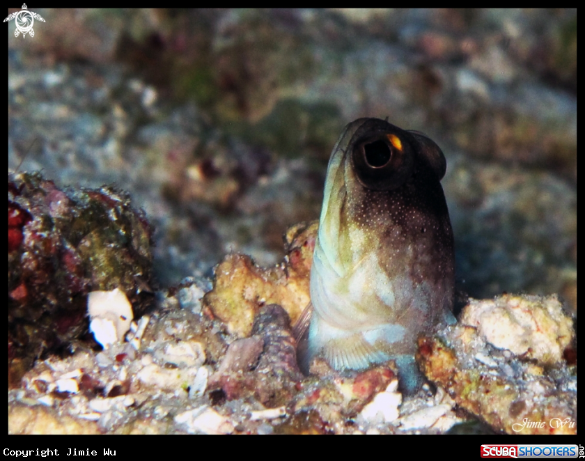 A Yellow Bared Jawfish