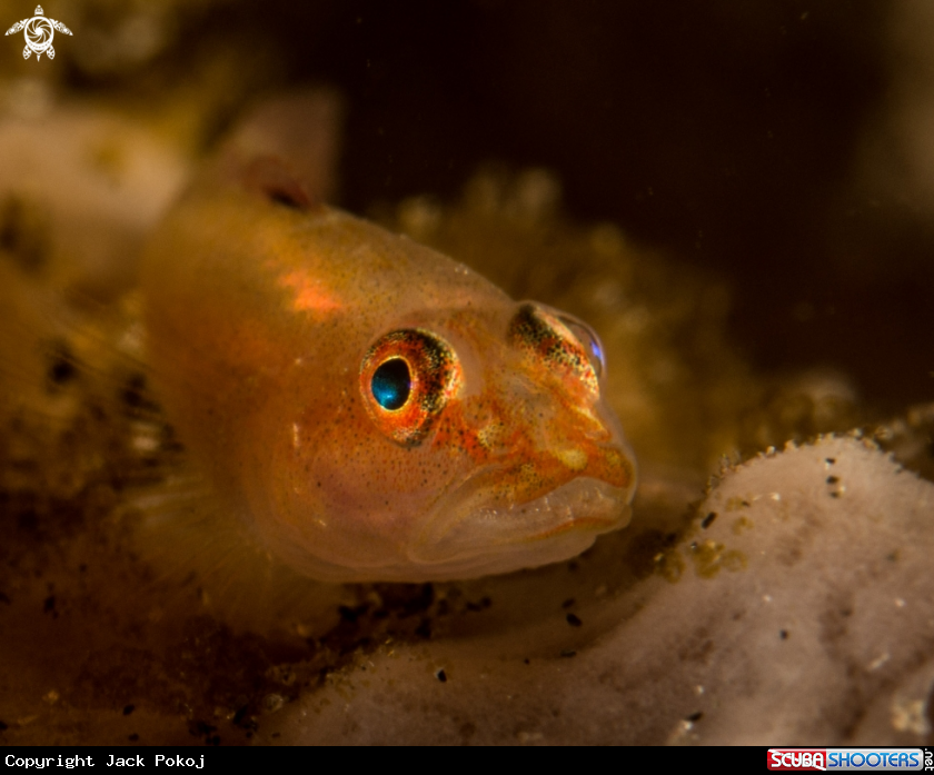 A Goby