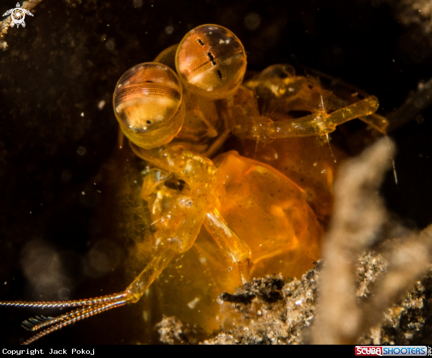 A Short Beak Mantis shrimp,