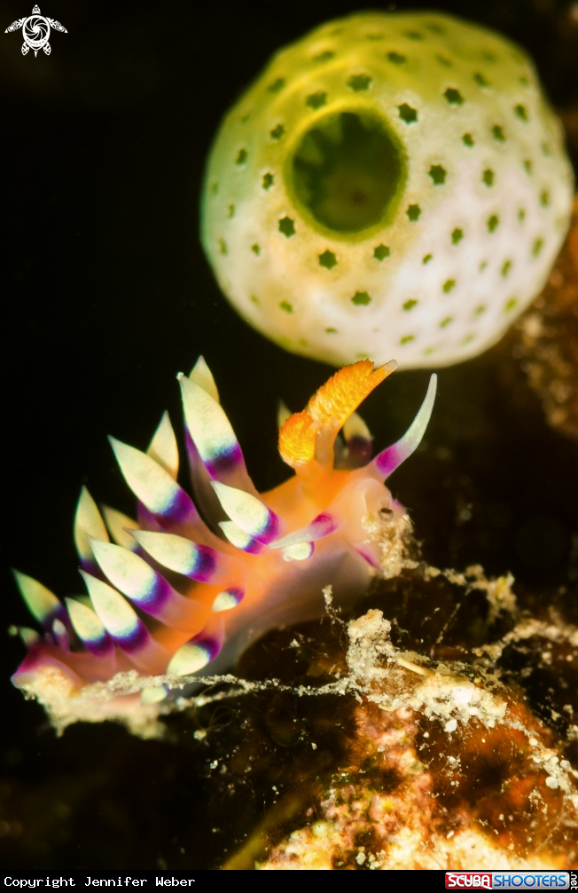 A Nudibranch