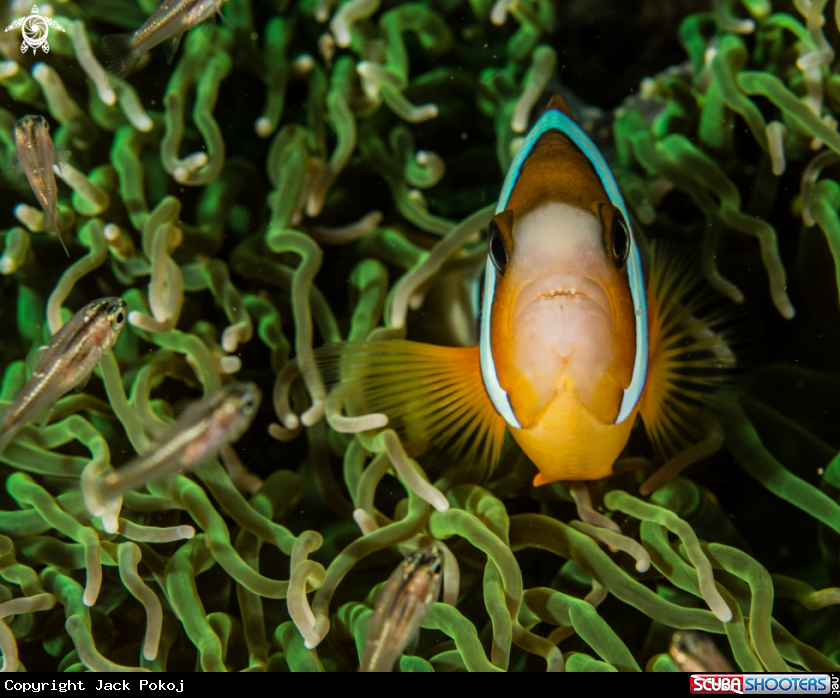 A Clownfish