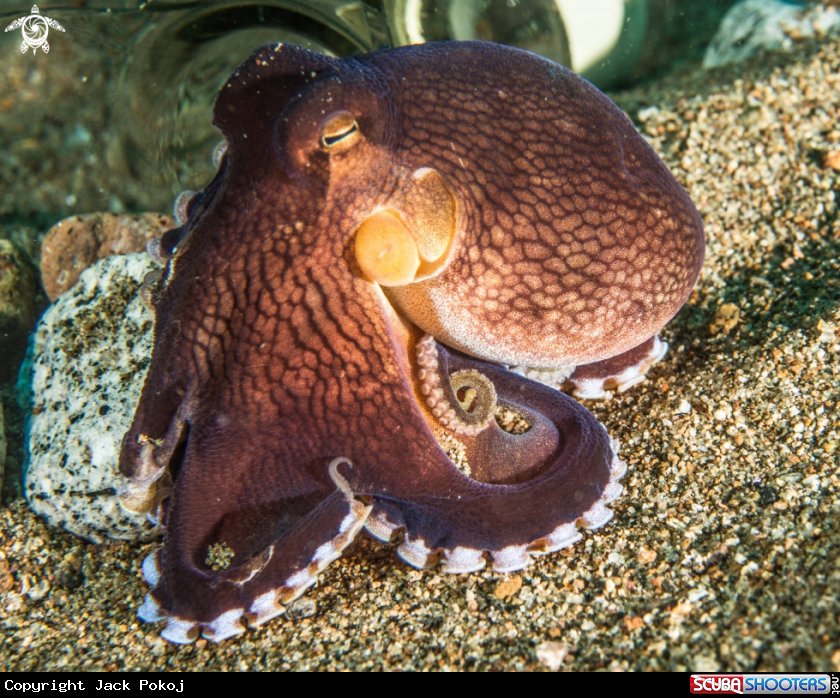 A Coconut octopus