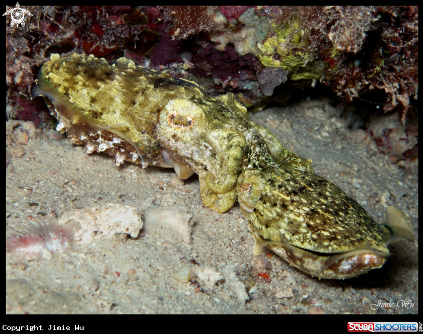 A Nocturnal Cuttlefish