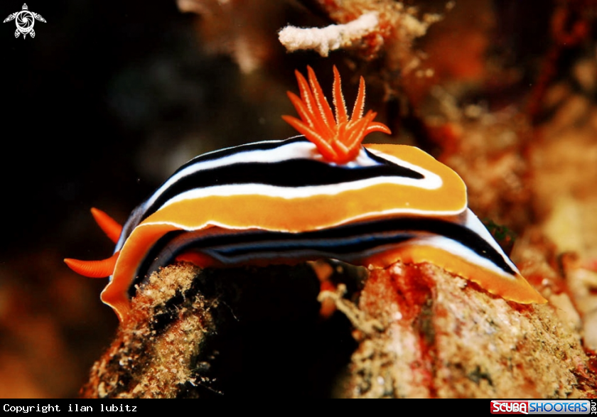 A nudibranch