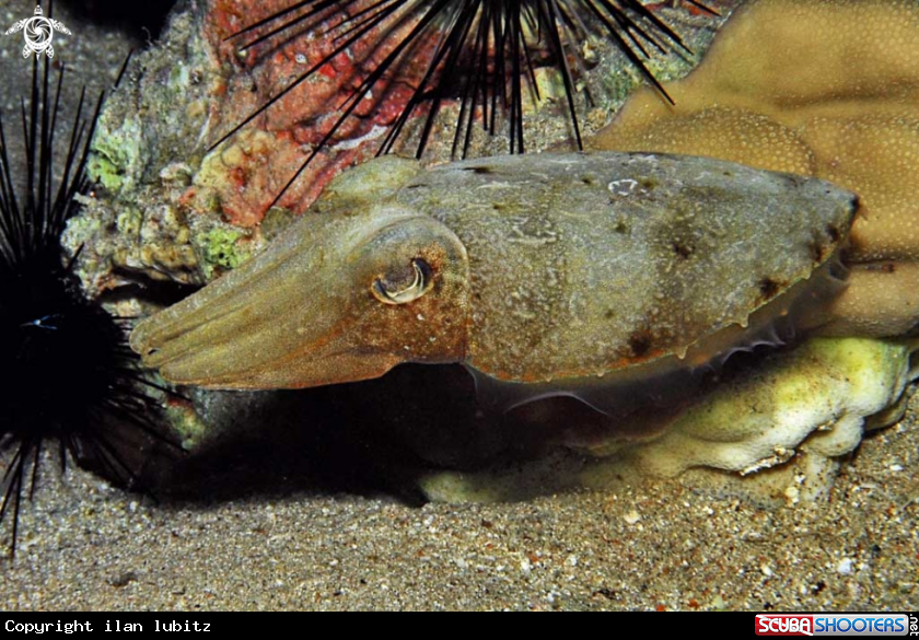 A cattelfish