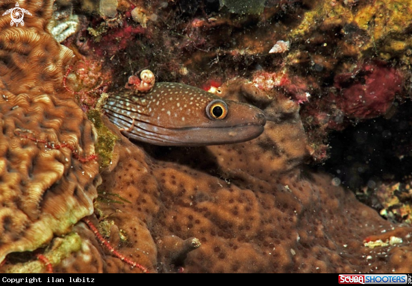 A eel snake