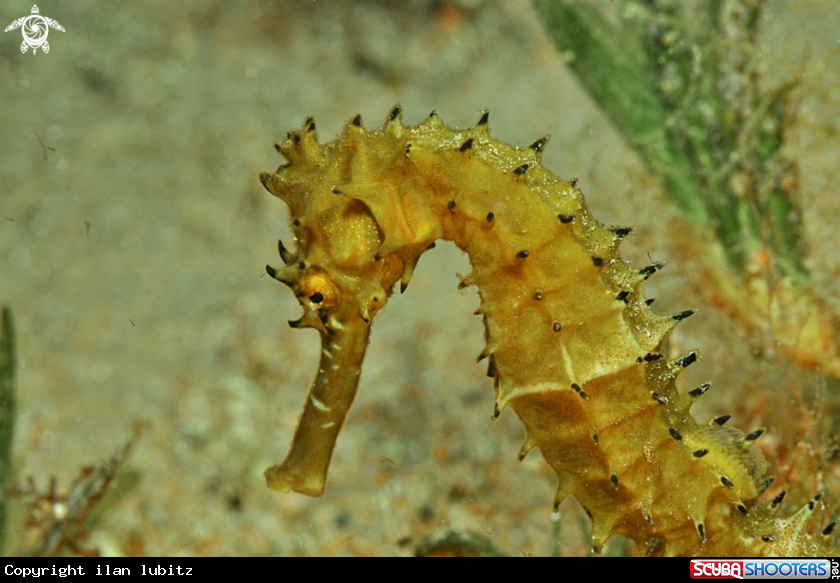 A sea horse