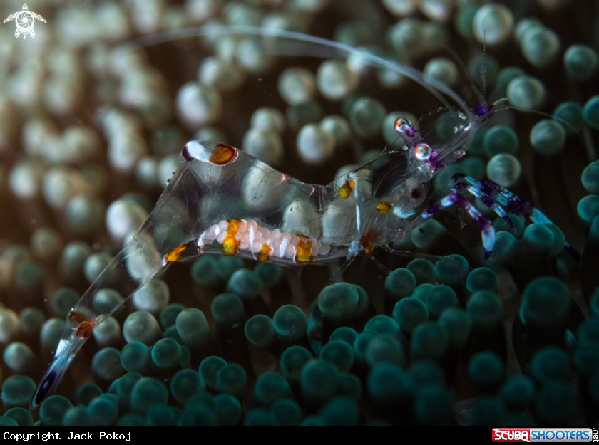 A Anemone shrimp