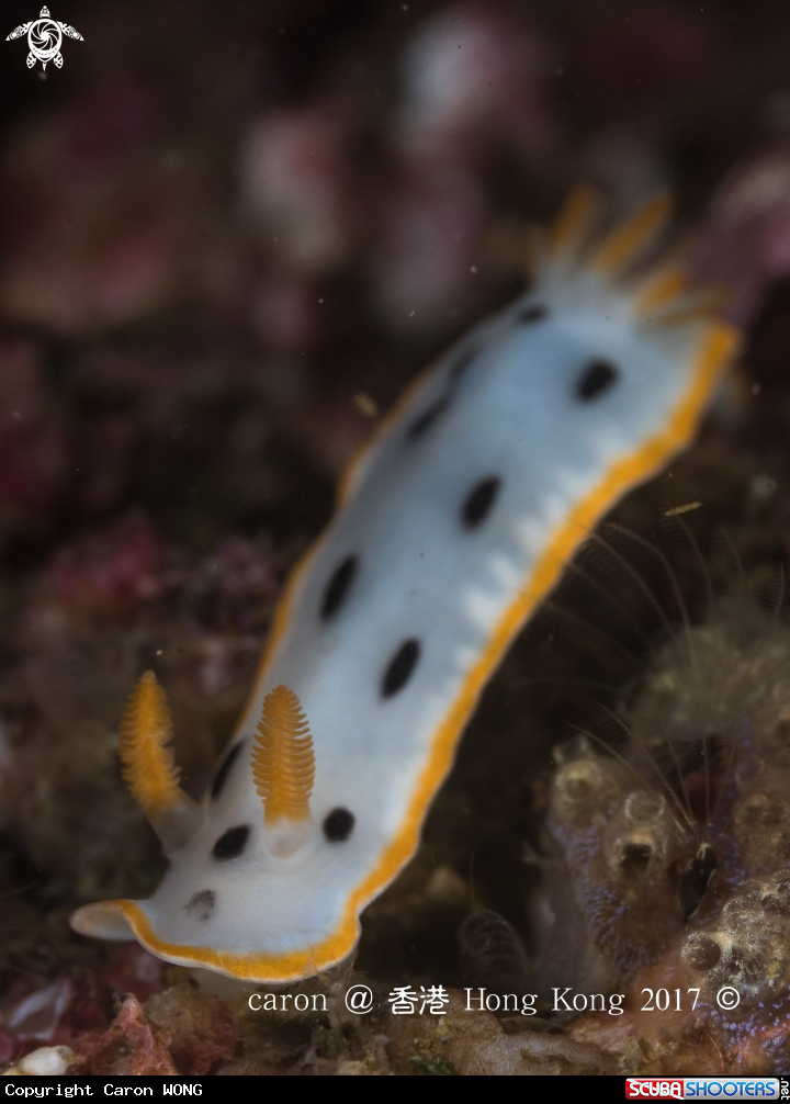 A Nudibranch 