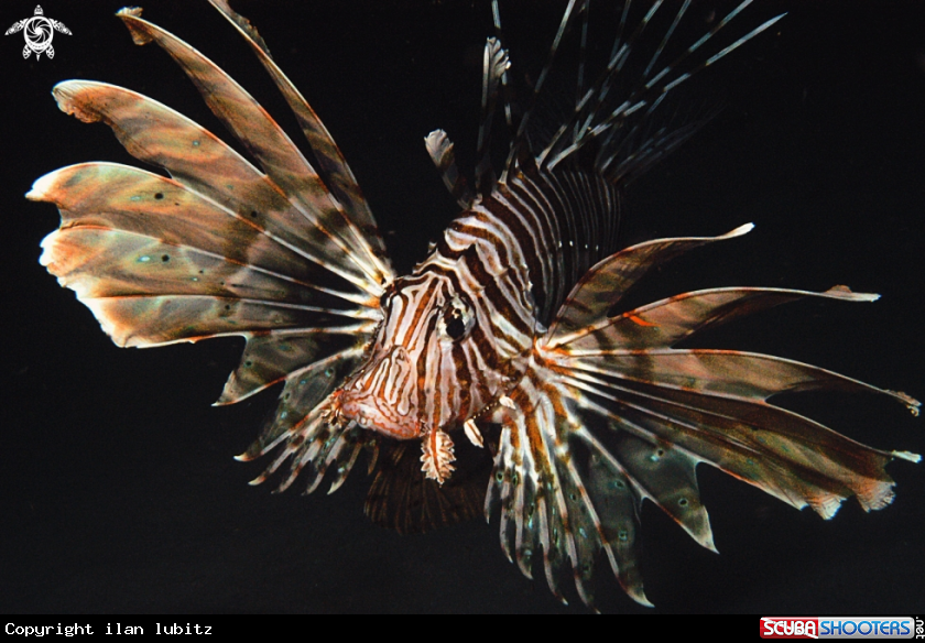 A lion fish