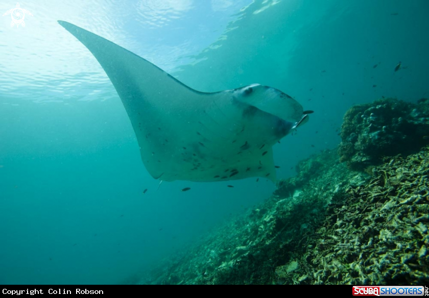 A manta ray