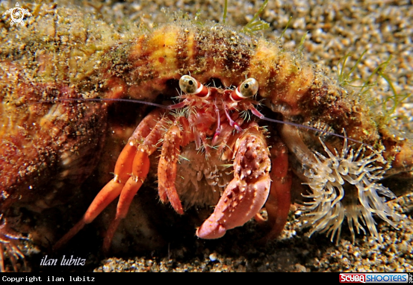 A hermit crab