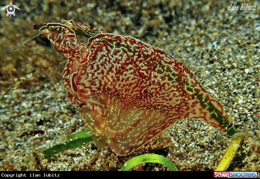 A jelly fish