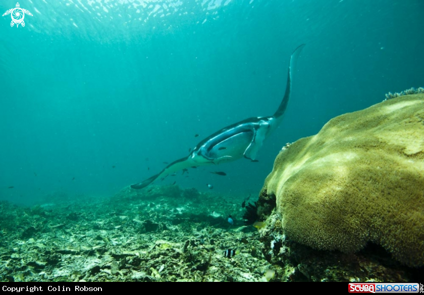 A manta ray