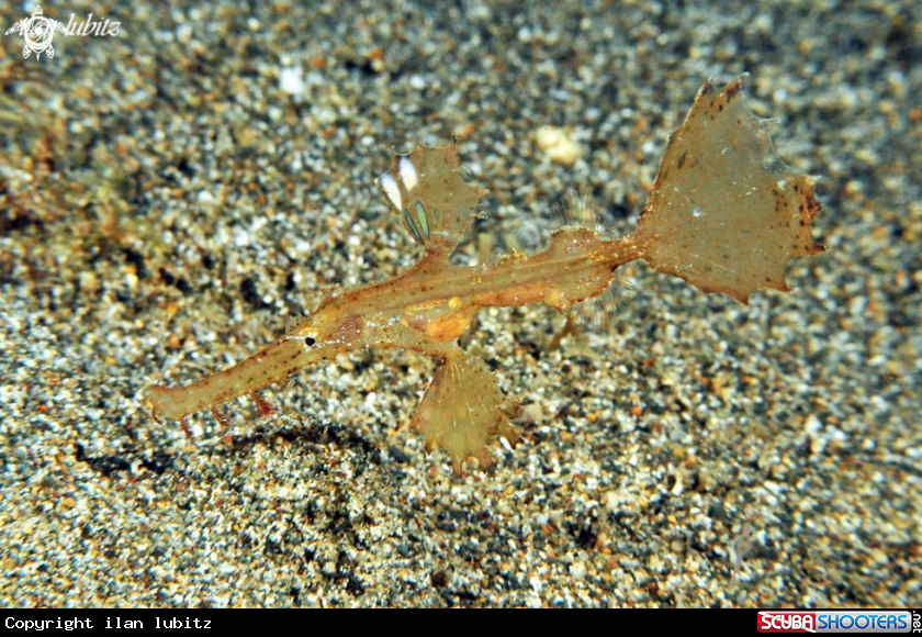 A ghost pipefish