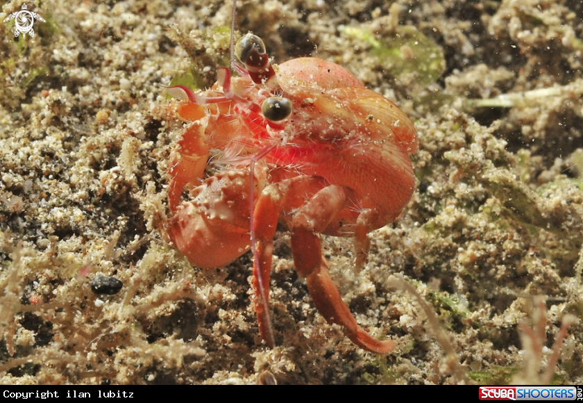 A hermit crab