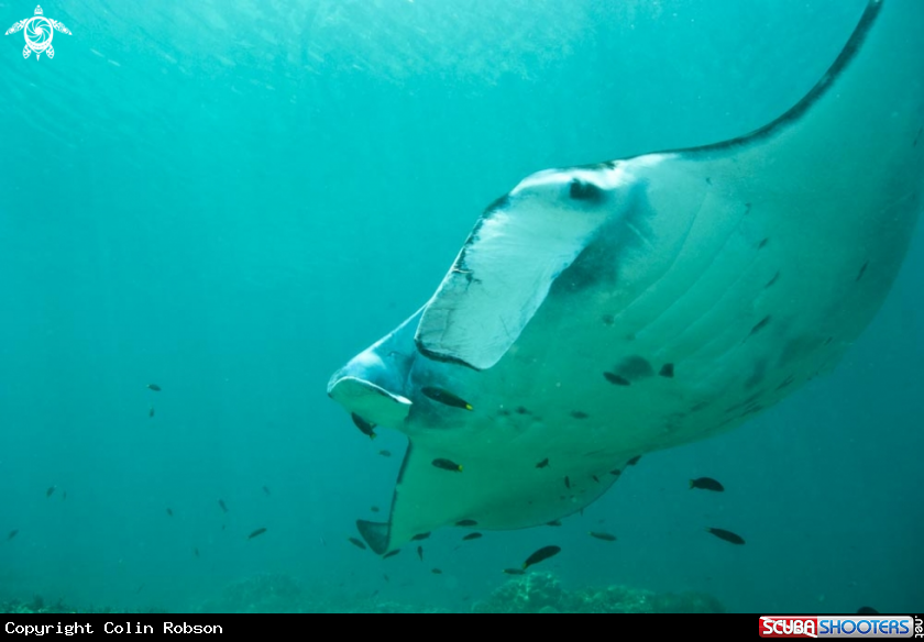 A manta ray