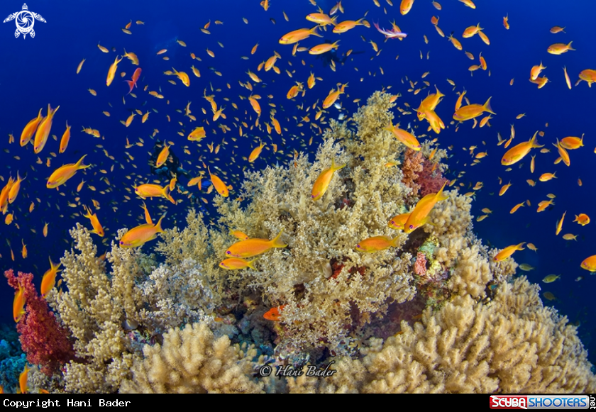 A Scalefin Anthias 