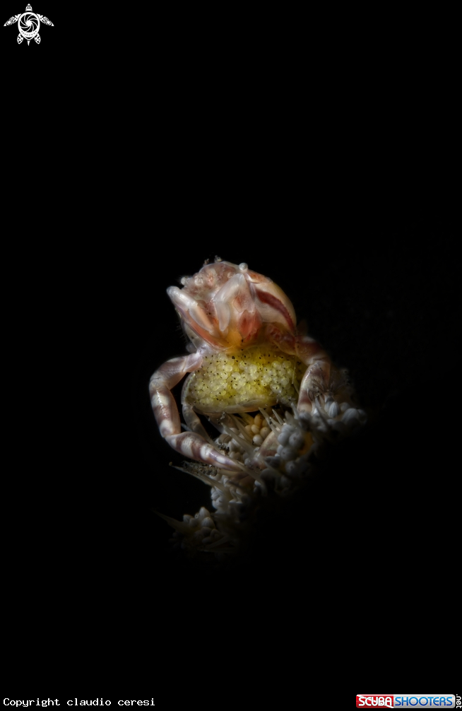 A porcelain crab