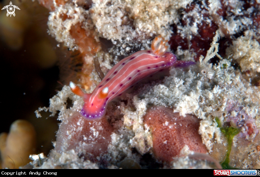 A underwater creature