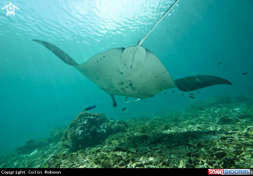 A manta ray