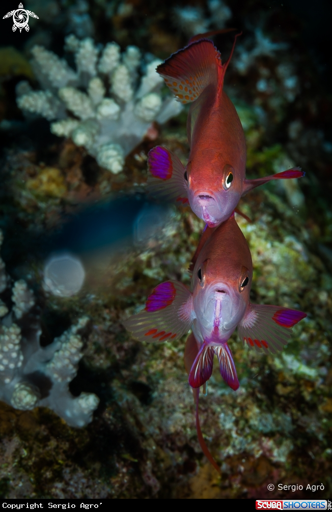 A Anthias