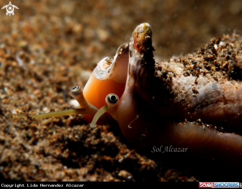 A underwater creature