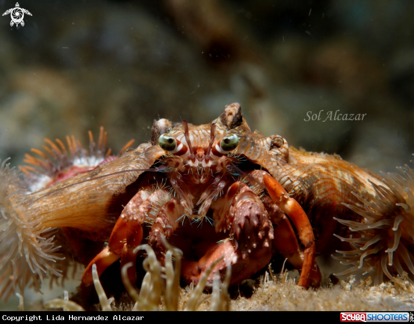 A underwater creature