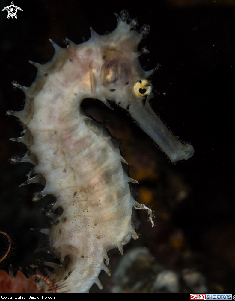 A Thorny seahorse