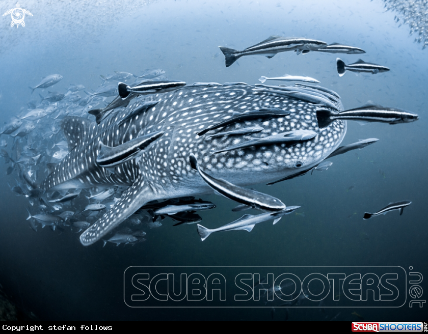 A Whale Shark