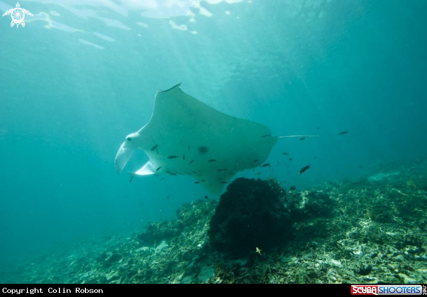 A manta ray