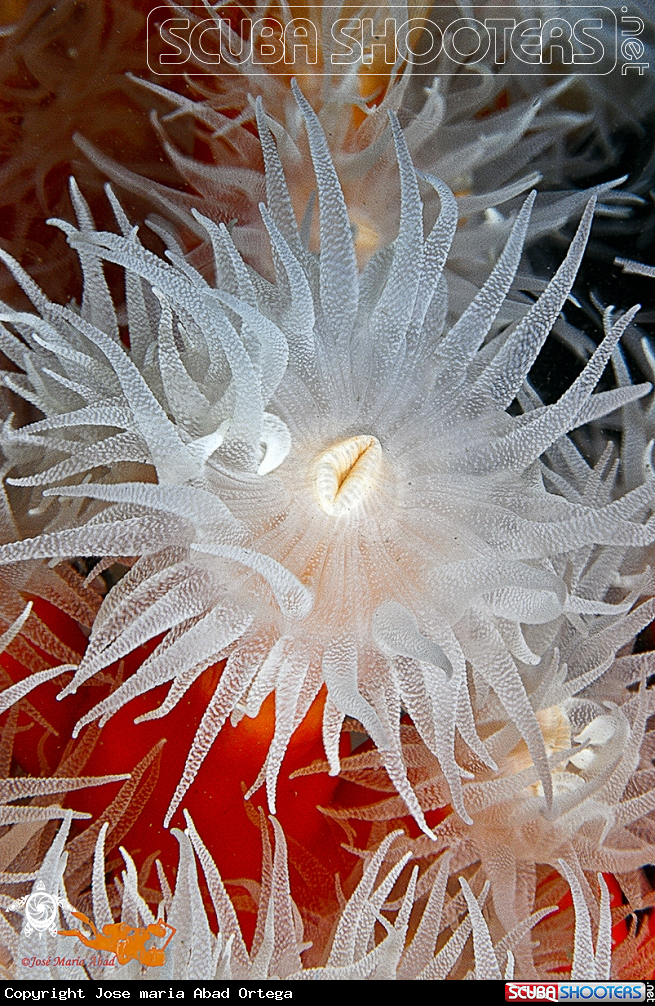 A Coral naranja