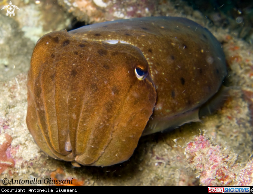 A underwater creature