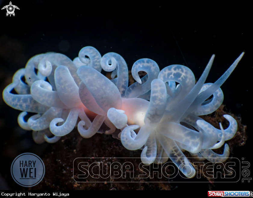 A Nudibranch