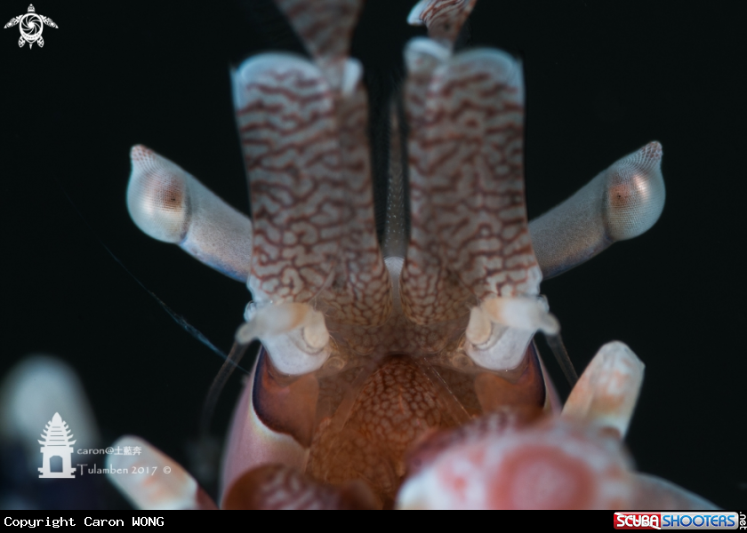 A Harlequin Shrimp