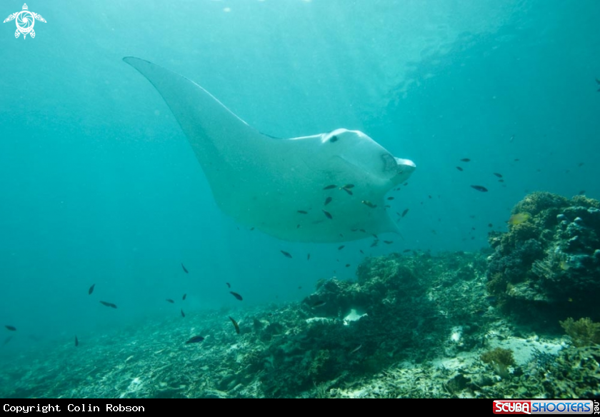 A manta ray