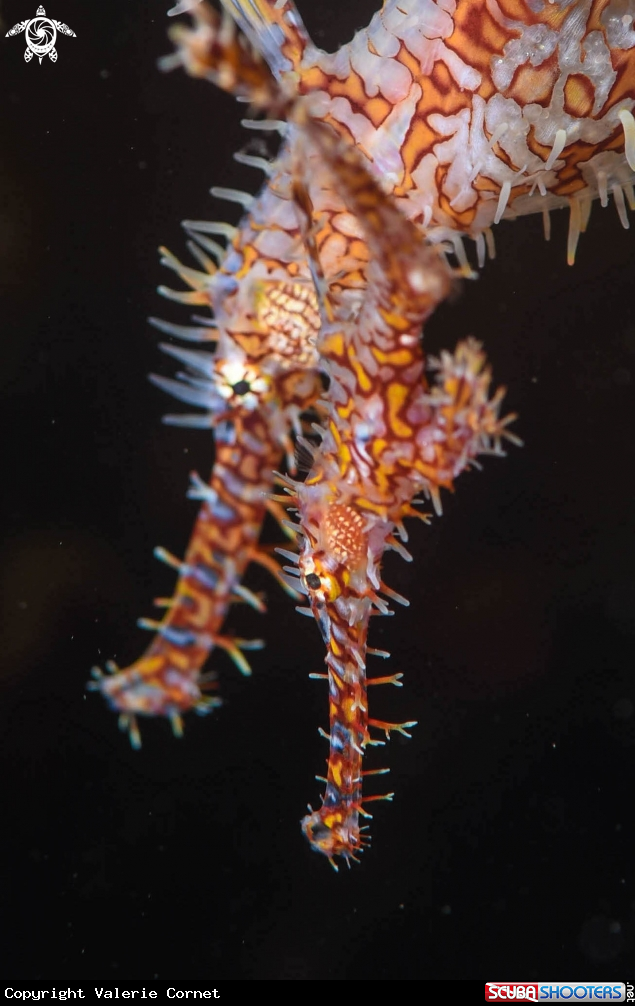 A Ghost pipefish