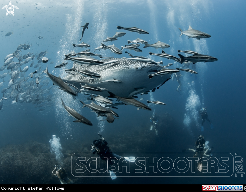 A Whale Shark