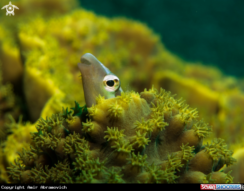 A underwater creature