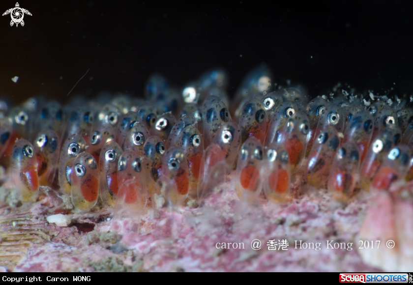 A Anemone fish eggs