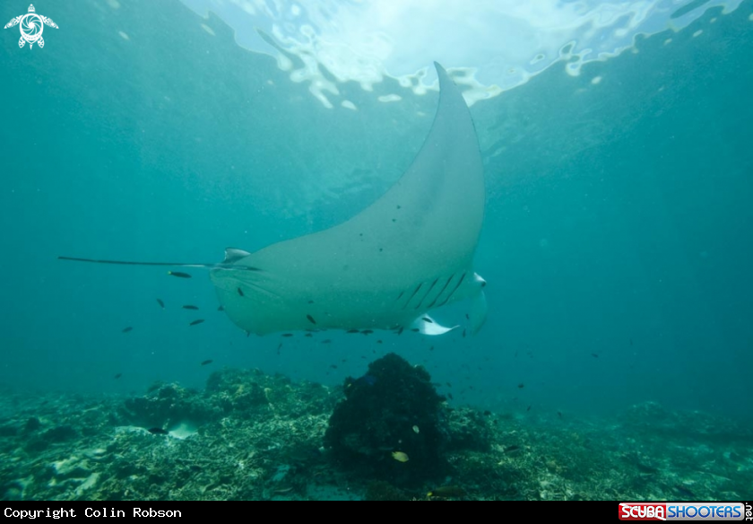 A manta ray