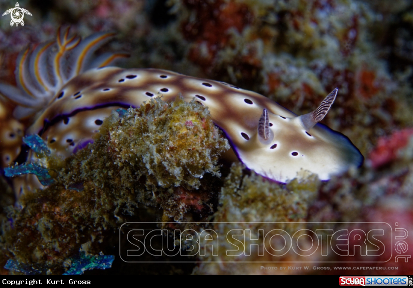 A Nudibranche