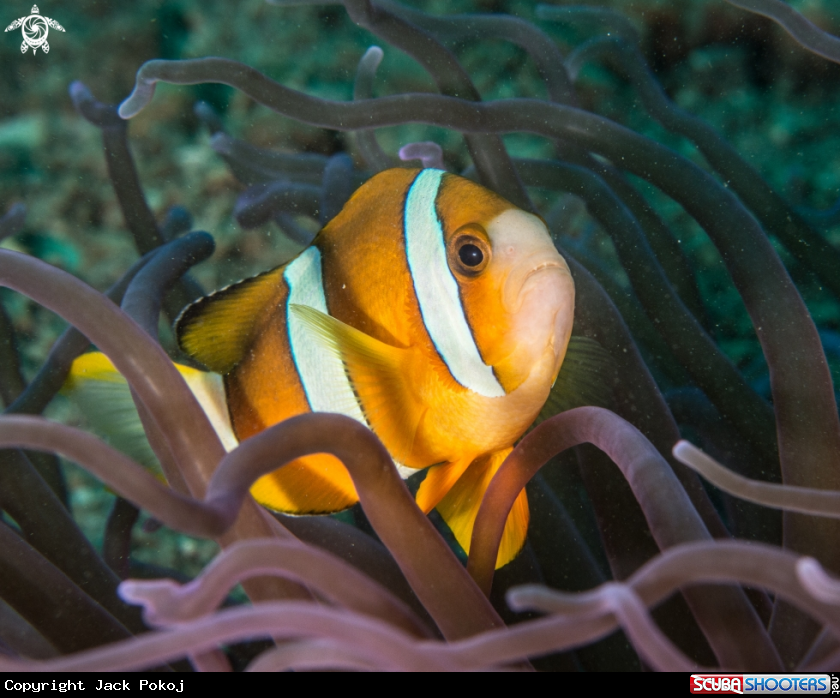 A Clownfish