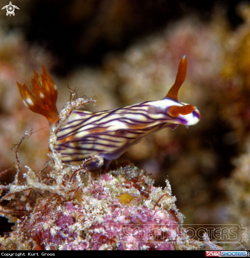 A Hypsolodoris Zephyra