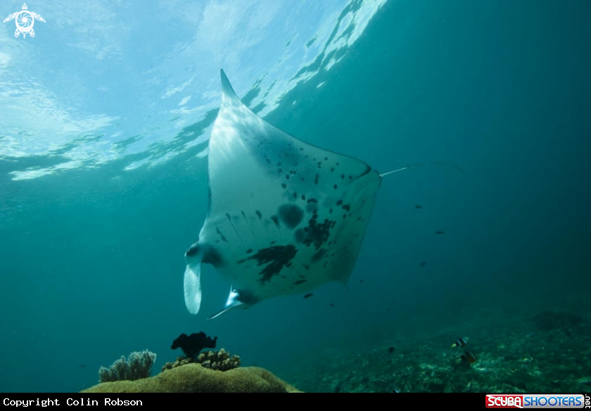 A manta ray