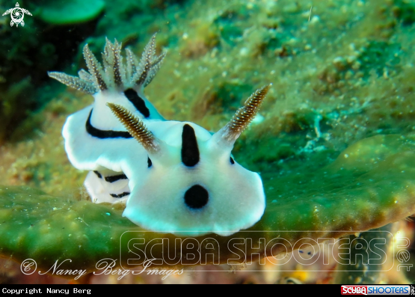 A Nudibranch