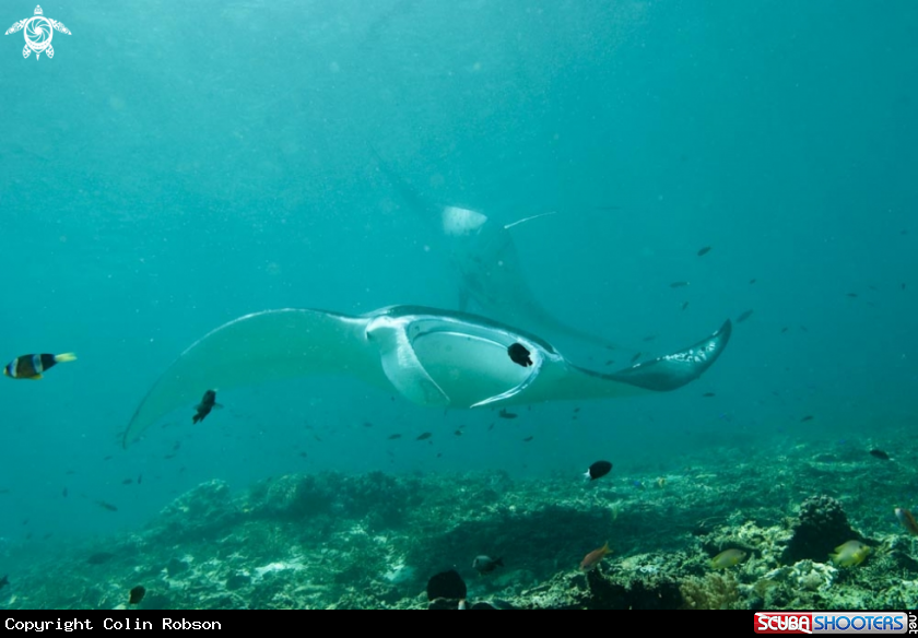 A manta ray