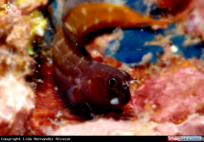 A Blenny