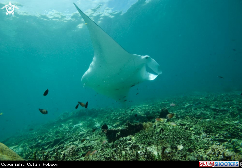 A manta ray