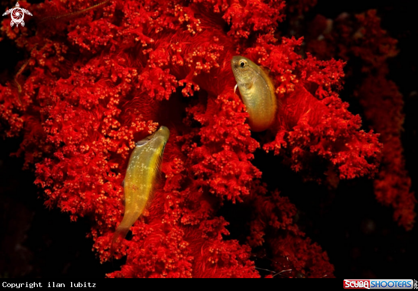 A reef fish